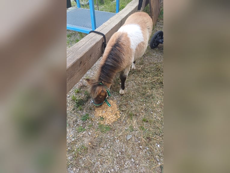 Kuce szetlandzkie Ogier 1 Rok 80 cm Srokata in Niedernsill