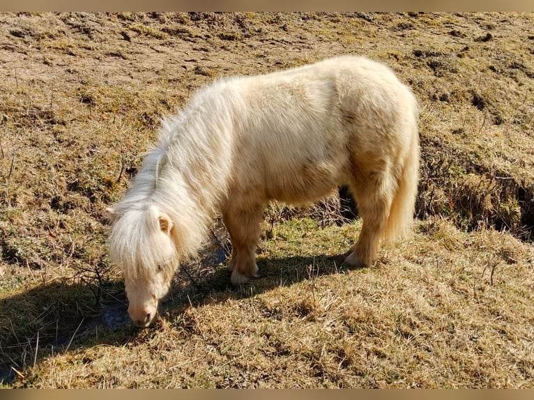 Kuce szetlandzkie Ogier 1 Rok 90 cm Izabelowata in Frohnleiten