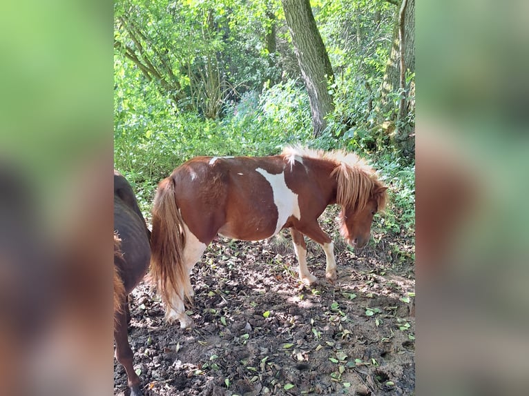 Kuce szetlandzkie Ogier 2 lat 100 cm Srokata in Michelstadt