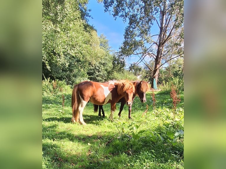 Kuce szetlandzkie Ogier 2 lat 100 cm Srokata in Michelstadt