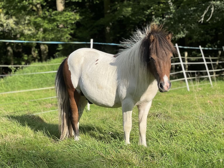 Kuce szetlandzkie Ogier 2 lat 103 cm Tobiano wszelkich maści in Saint-Léger-en-Yvelines