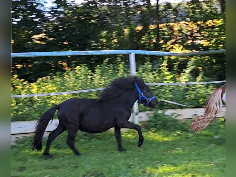 Kuce szetlandzkie Ogier 2 lat 105 cm Kara in Mauerkirchen