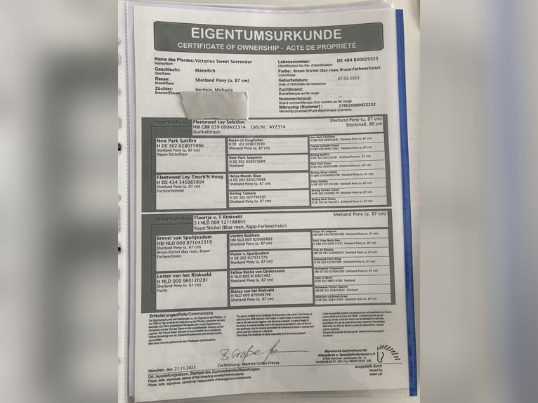 Kuce szetlandzkie Ogier 2 lat 80 cm Gniadodereszowata in Peiting