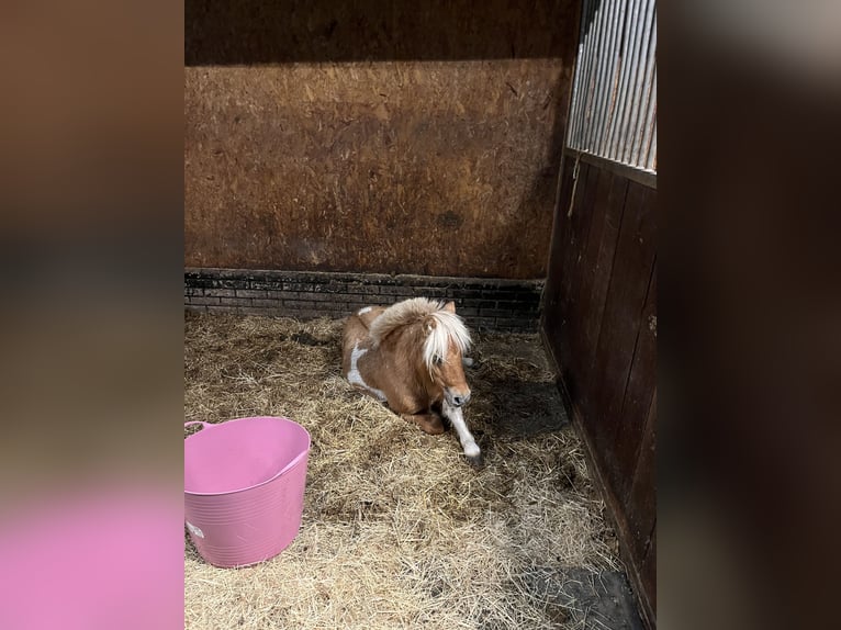 Kuce szetlandzkie Ogier 2 lat 80 cm Srokata in Lisse