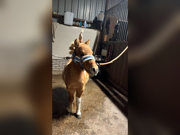 Kuce szetlandzkie Ogier 2 lat 80 cm Srokata in Lisse