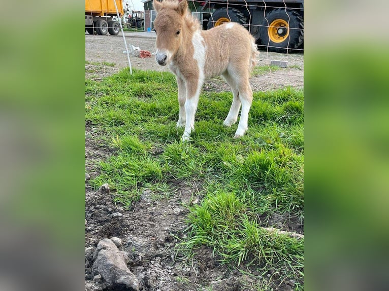 Kuce szetlandzkie Ogier 2 lat 80 cm Srokata in Lisse