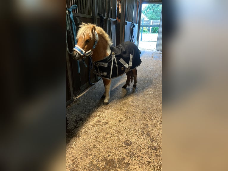 Kuce szetlandzkie Ogier 2 lat 80 cm Srokata in Lisse