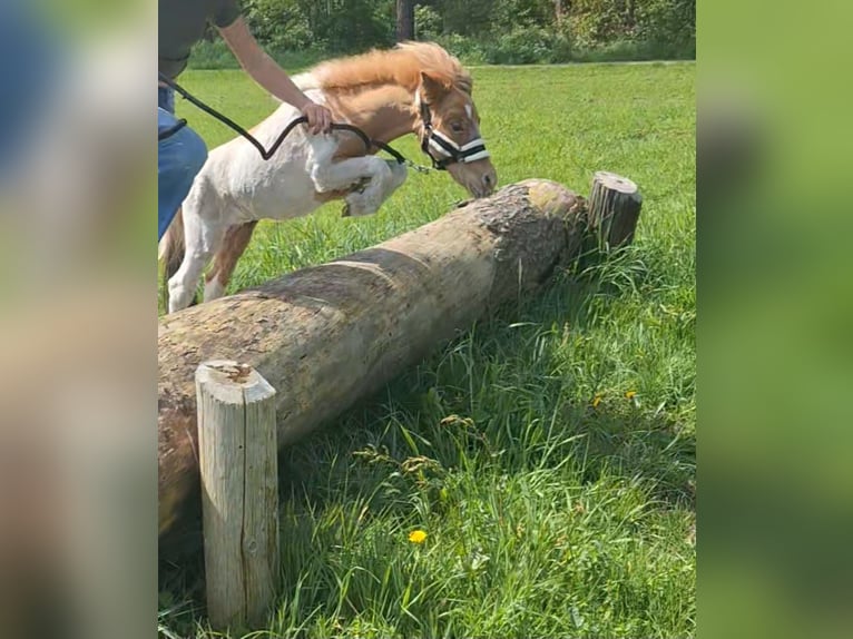 Kuce szetlandzkie Ogier 2 lat 80 cm Srokata in Pelt