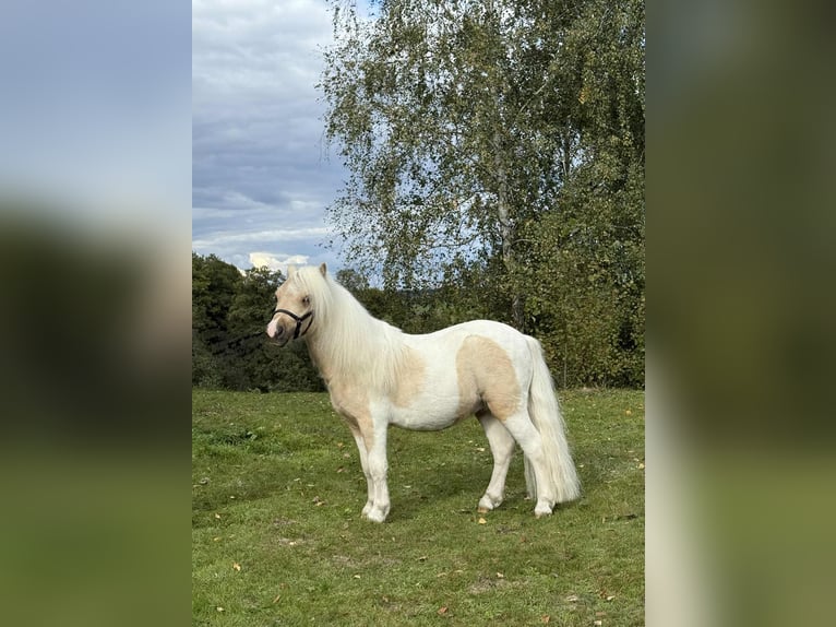 Kuce szetlandzkie Ogier 2 lat 82 cm Srokata in Porządzie