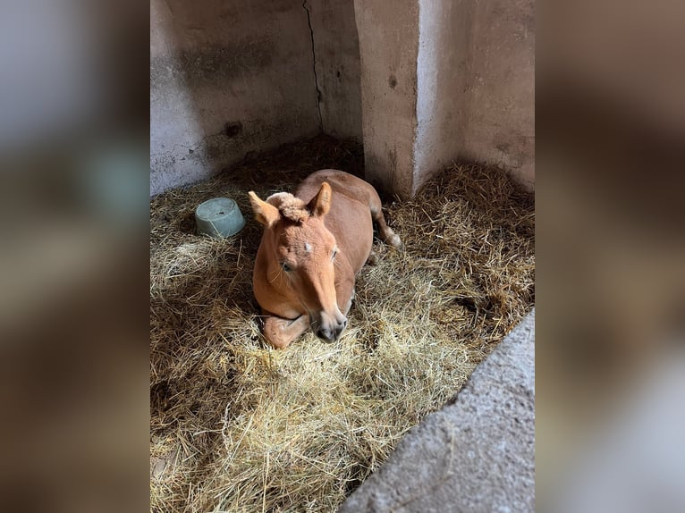 Kuce szetlandzkie Ogier 2 lat 85 cm Kasztanowata in Reinsdorf