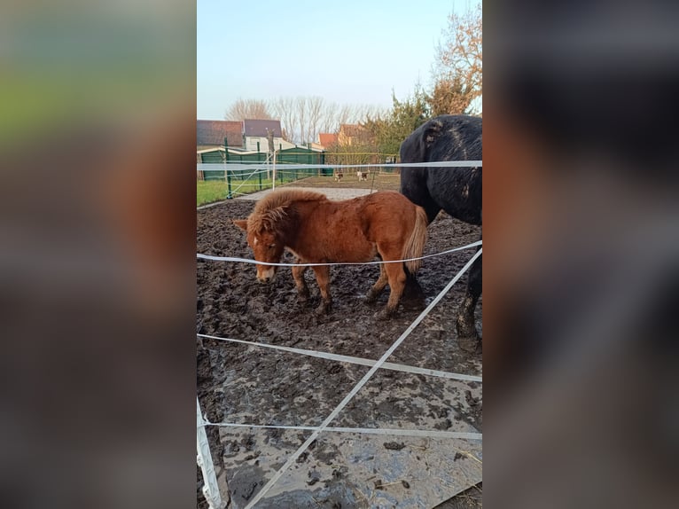 Kuce szetlandzkie Ogier 2 lat 85 cm Kasztanowata in Reinsdorf