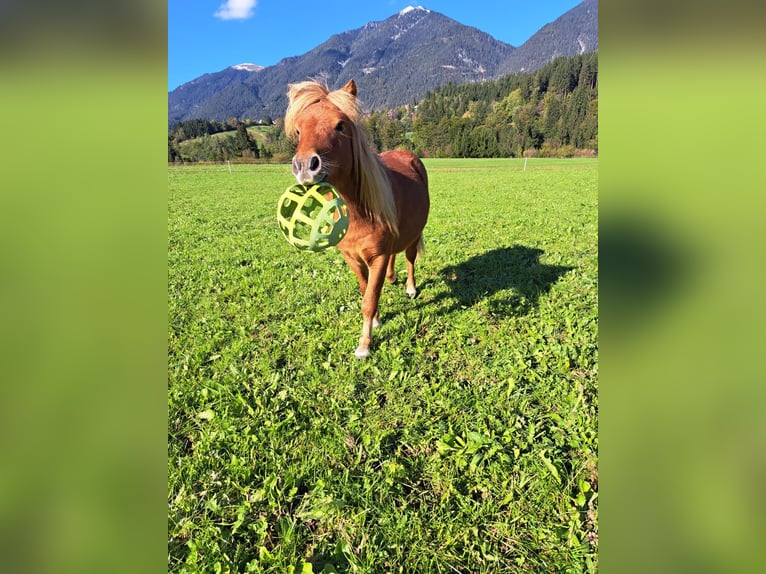 Kuce szetlandzkie Ogier 2 lat 90 cm Kasztanowata in Hermagor-Pressegger See