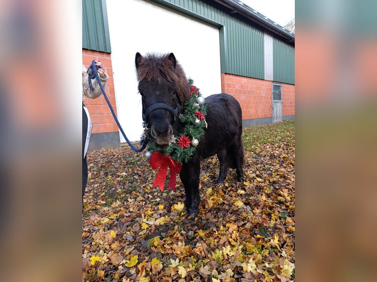 Kuce szetlandzkie Ogier 2 lat 92 cm Kara in Hörstel