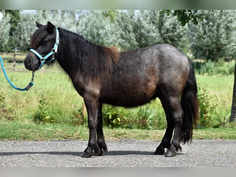 Kuce szetlandzkie Ogier 2 lat 97 cm Kara in Herpt