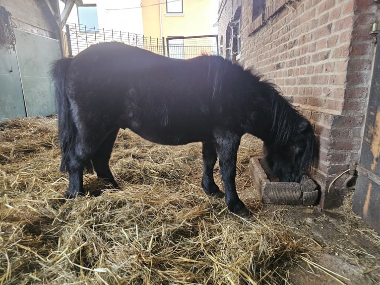 Kuce szetlandzkie Ogier 3 lat 100 cm Kara in Frankenberg (Eder)
