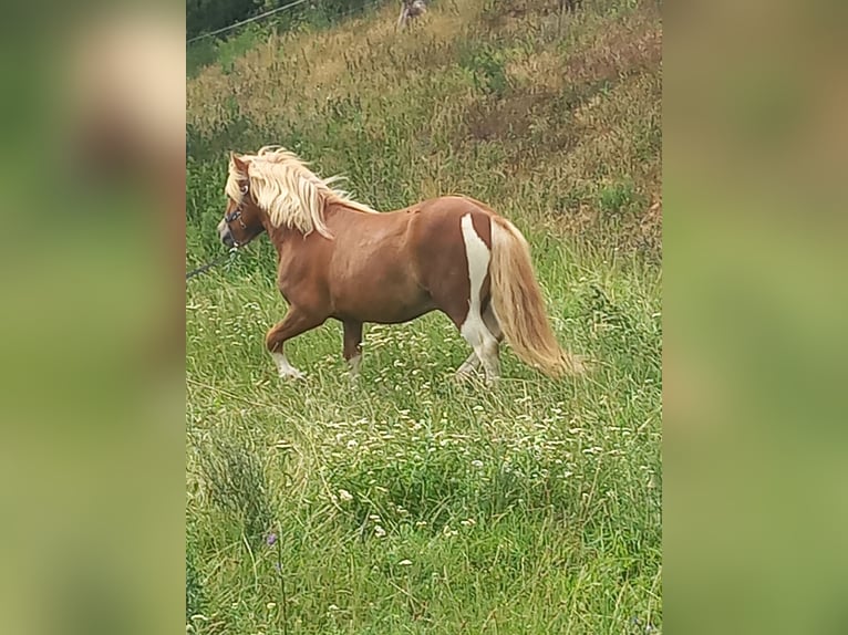 Kuce szetlandzkie Ogier 3 lat 103 cm Srokata in Mertendorf