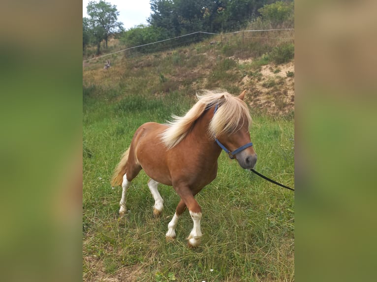 Kuce szetlandzkie Ogier 3 lat 103 cm Srokata in Mertendorf
