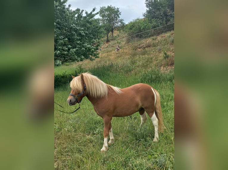 Kuce szetlandzkie Ogier 3 lat 103 cm Srokata in Mertendorf