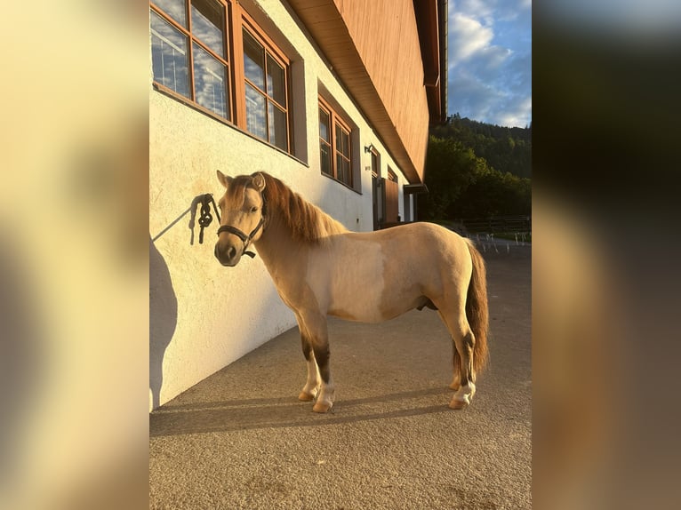 Kuce szetlandzkie Ogier 3 lat 104 cm Bułana in K&#xF6;ssen