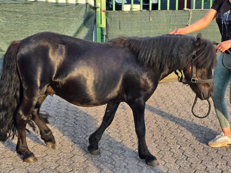 Kuce szetlandzkie Ogier 3 lat 105 cm Kara in Linkenbach