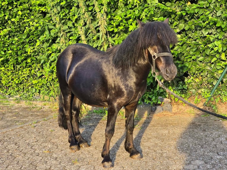 Kuce szetlandzkie Ogier 3 lat 105 cm Kara in Linkenbach