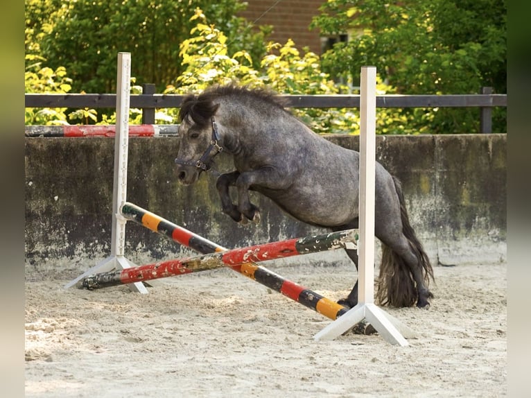 Kuce szetlandzkie Ogier 3 lat 105 cm Siwa jabłkowita in Frelsdorf