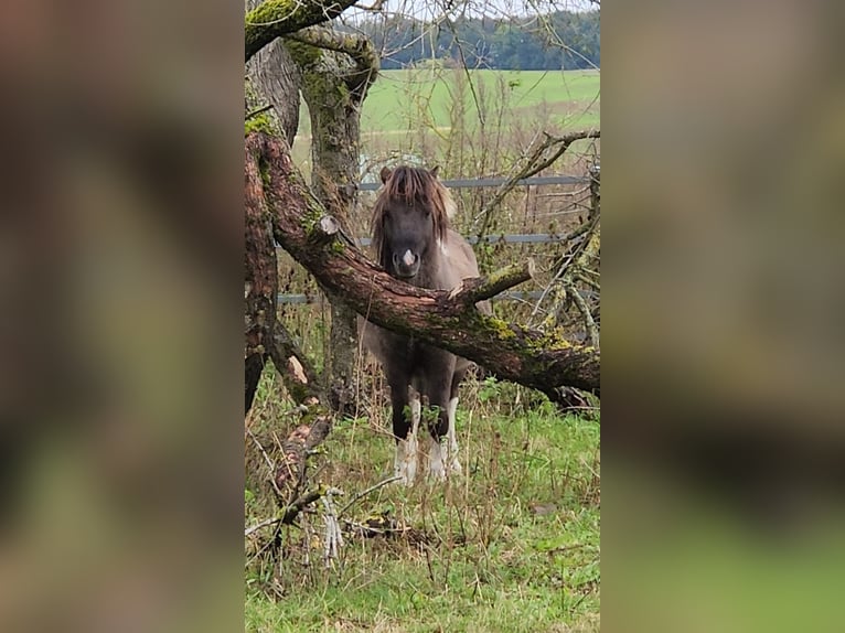 Kuce szetlandzkie Ogier 3 lat 110 cm Bułana in Mölln