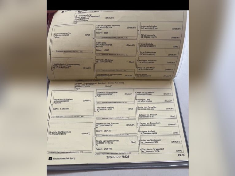 Kuce szetlandzkie Ogier 3 lat 76 cm Srokata in Zepelin