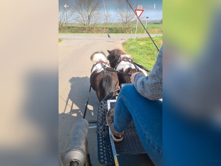Kuce szetlandzkie Ogier 4 lat 100 cm Srokata in Andervenne
