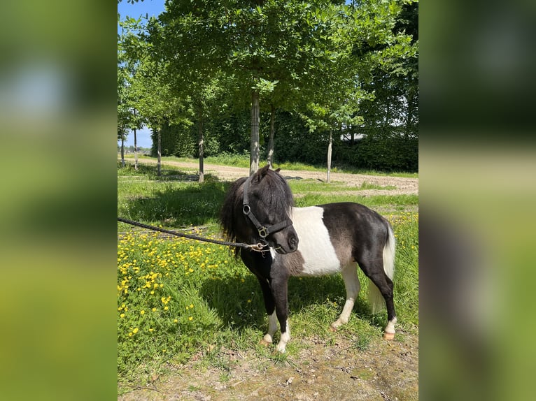 Kuce szetlandzkie Ogier 4 lat 100 cm Srokata in Nettetal
