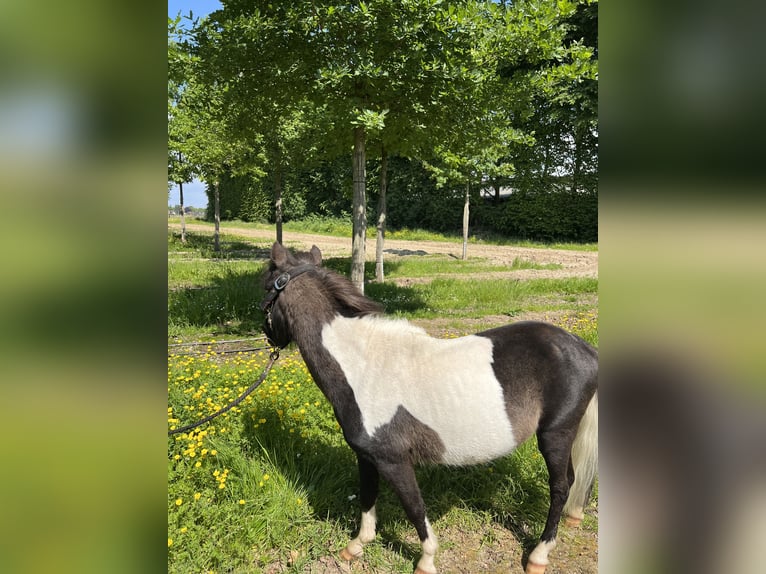 Kuce szetlandzkie Ogier 4 lat 100 cm Srokata in Nettetal