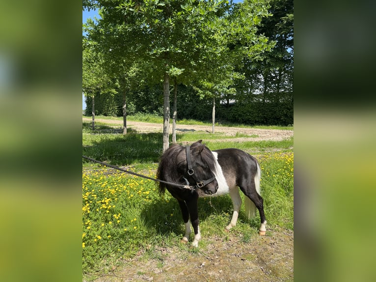 Kuce szetlandzkie Ogier 4 lat 100 cm Srokata in Nettetal