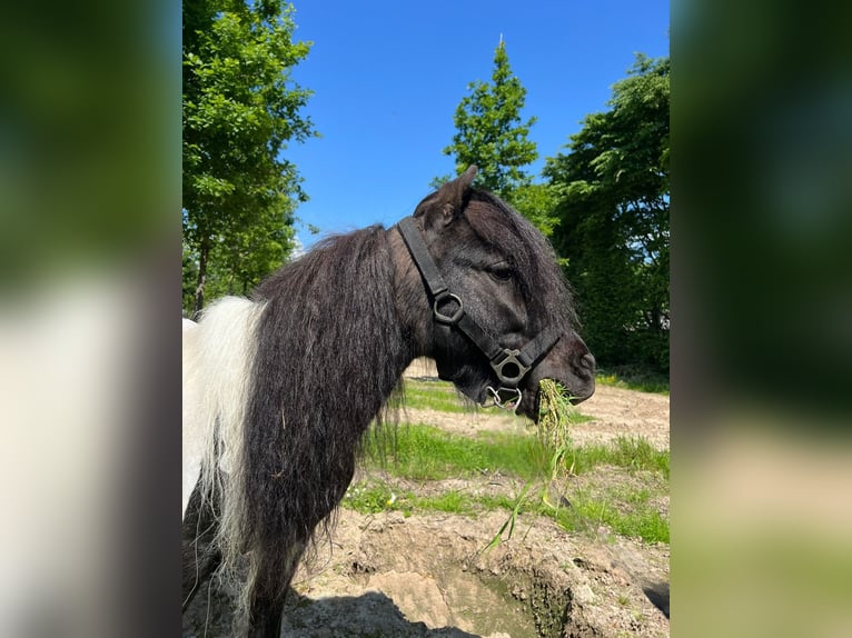 Kuce szetlandzkie Ogier 4 lat 100 cm Srokata in Nettetal