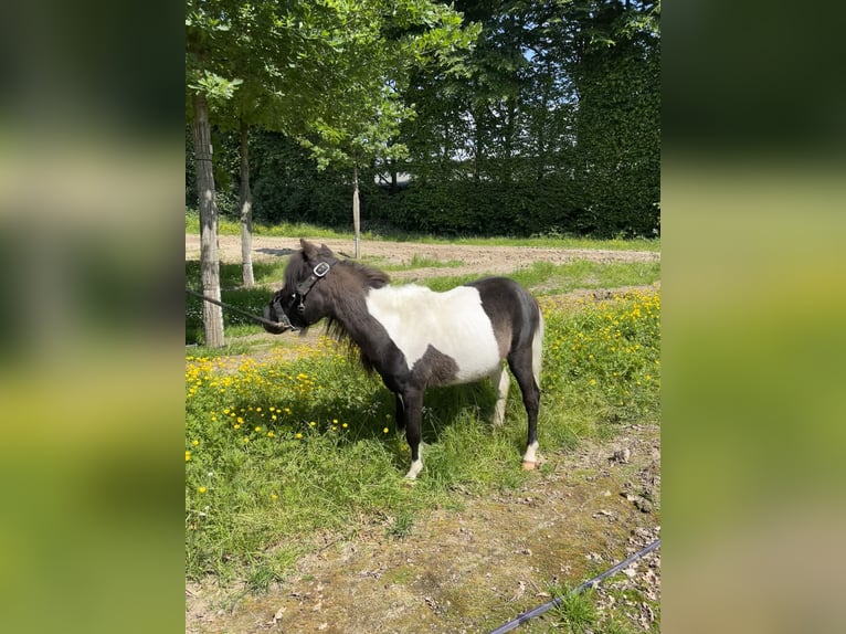 Kuce szetlandzkie Ogier 4 lat 100 cm Srokata in Nettetal