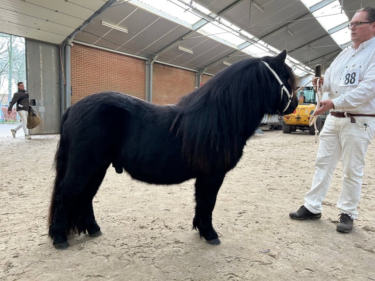 Kuce szetlandzkie Ogier 4 lat 104 cm Kara in Bodegraven