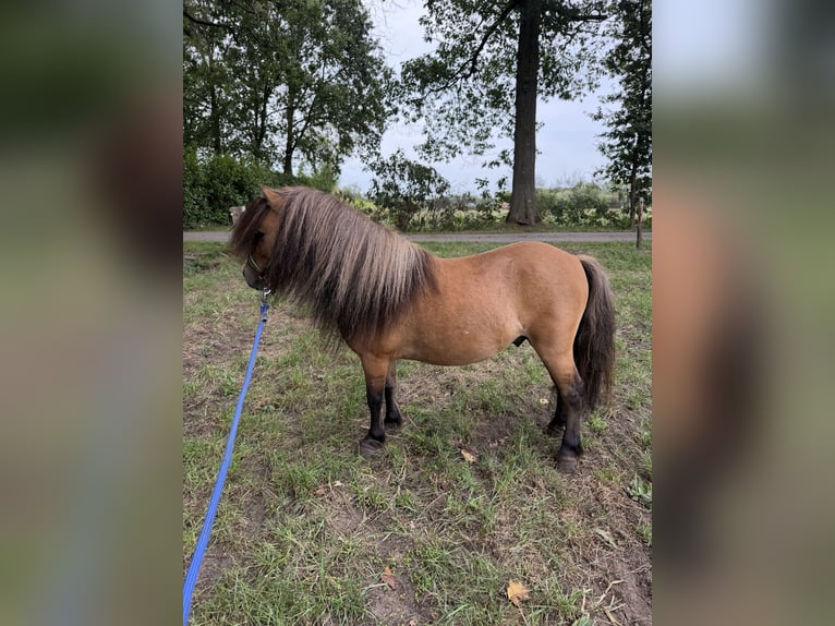 Kuce szetlandzkie Ogier 4 lat 85 cm Gniada in Turnhout