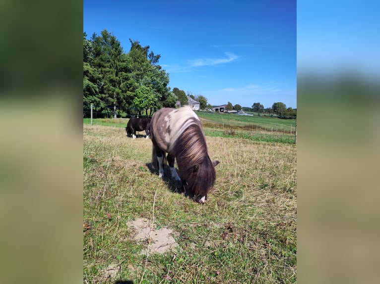 Kuce szetlandzkie Ogier 4 lat 95 cm Tobiano wszelkich maści in Schwarzenbach am Wald
