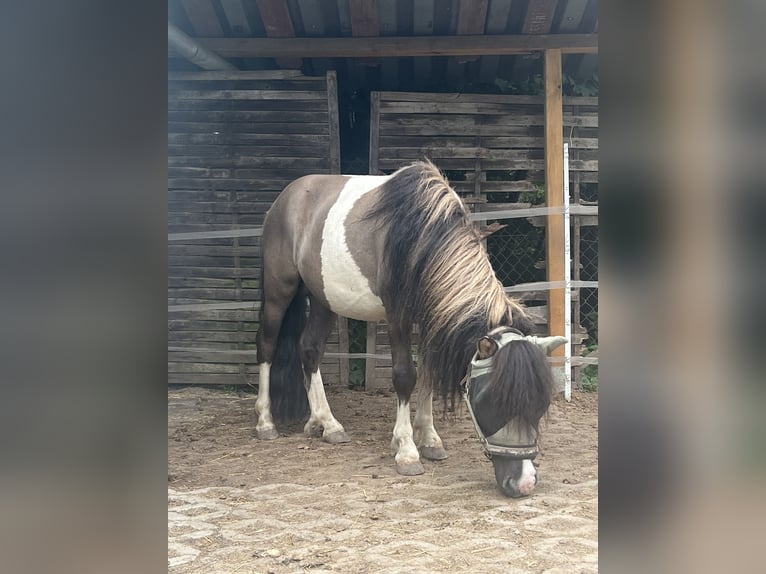 Kuce szetlandzkie Ogier 5 lat 110 cm  in Dieskau