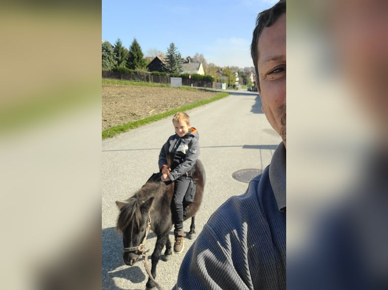 Kuce szetlandzkie Ogier 5 lat 80 cm Kara in Frohnleiten