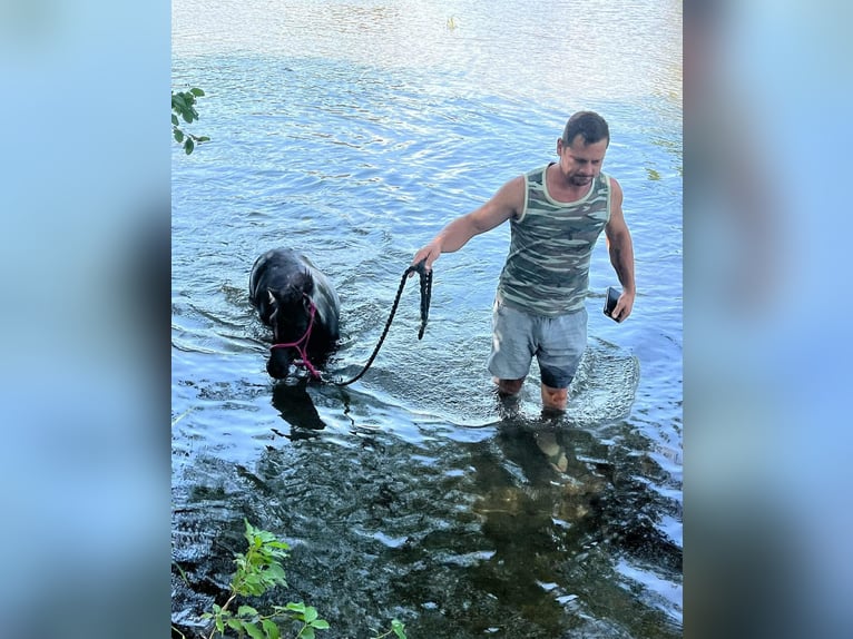 Kuce szetlandzkie Ogier 5 lat 80 cm Kara in Frohnleiten