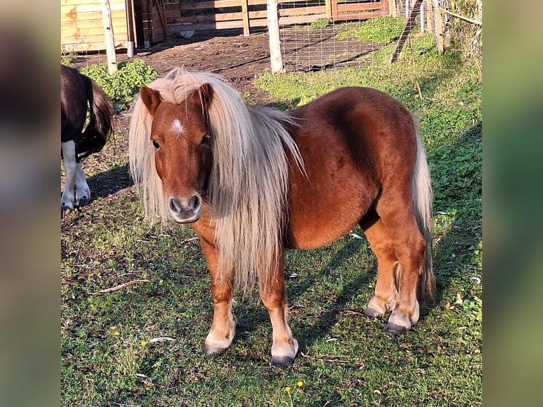 Kuce szetlandzkie Ogier 5 lat 84 cm Kasztanowata in Zwierzyn