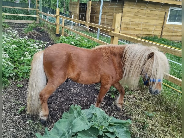 Kuce szetlandzkie Ogier 5 lat 84 cm Kasztanowata in Zwierzyn