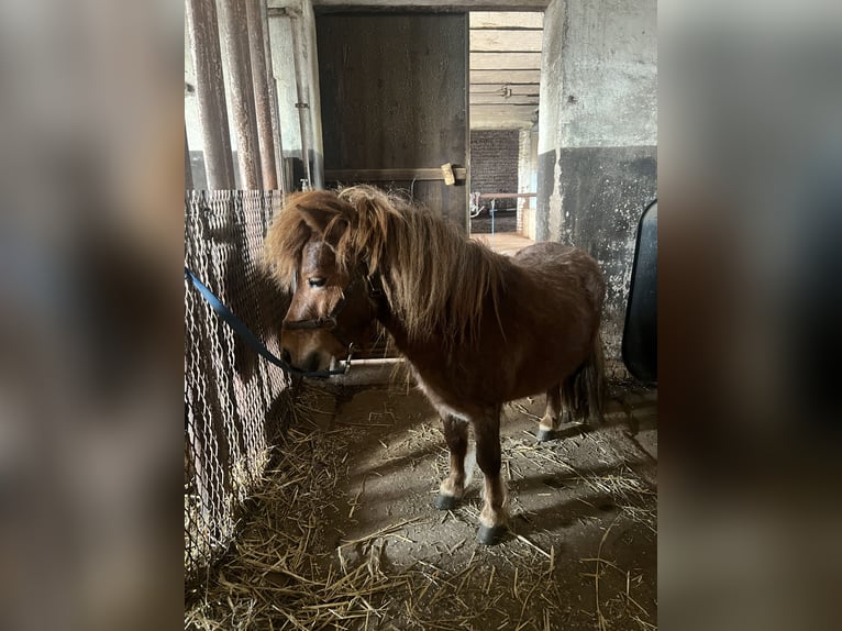 Kuce szetlandzkie Mix Ogier 5 lat 90 cm Ciemnokasztanowata in Kaltohmfeld