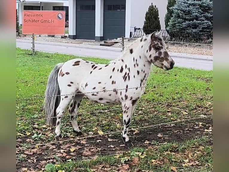 Kuce szetlandzkie Ogier 5 lat 93 cm Tarantowata in Schemmerhofen