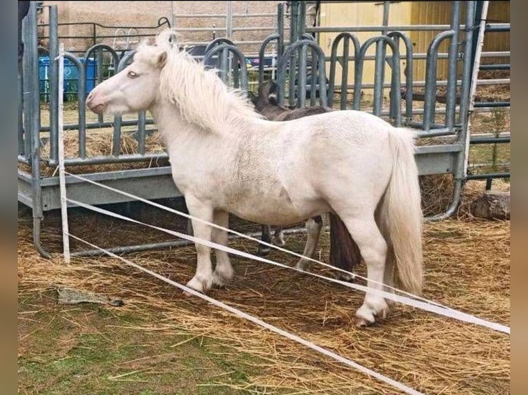 Kuce szetlandzkie Ogier 5 lat 97 cm Cremello in Mügeln