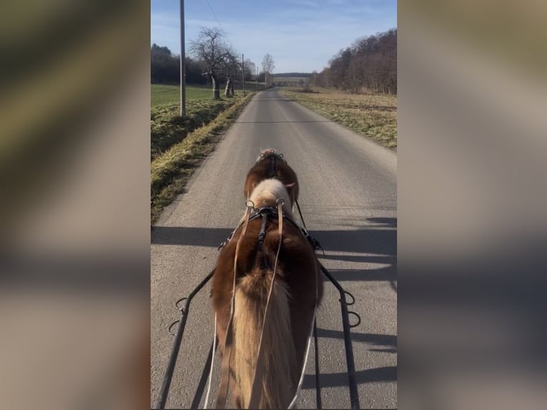 Kuce szetlandzkie Ogier 5 lat  in Geldersheim