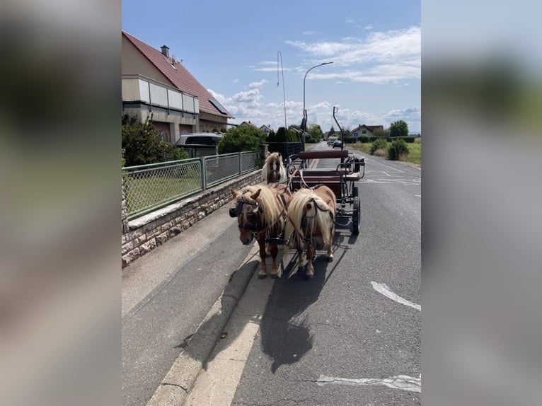 Kuce szetlandzkie Ogier 5 lat  in Geldersheim
