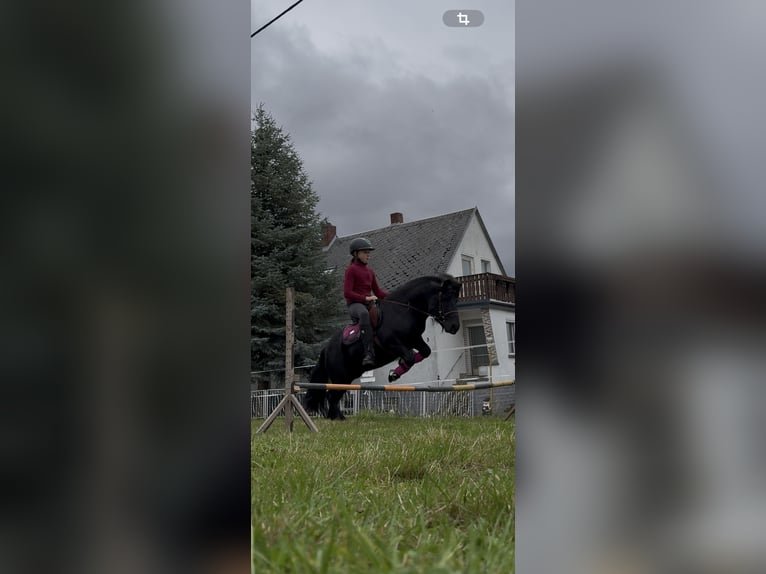 Kuce szetlandzkie Ogier 6 lat 105 cm Kara in Vogtl&#xE4;ndisches Oberland