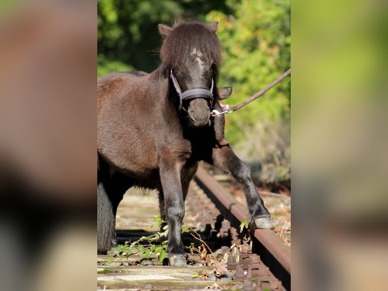 Kuce szetlandzkie Ogier 6 lat 91 cm Kara in Hattersheim
