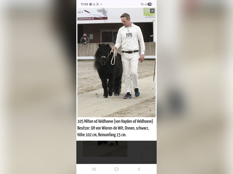 Kuce szetlandzkie Ogier 7 lat 102 cm Kara in Tann